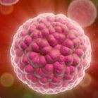 The agent of human papilloma causing
