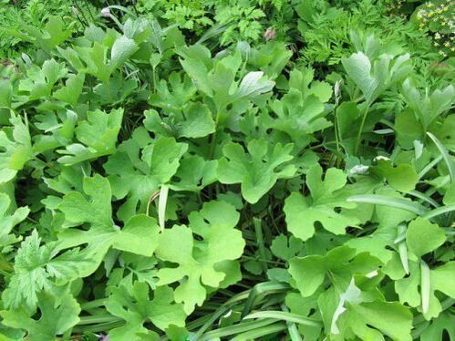 celandine herb to get rid of papilloma