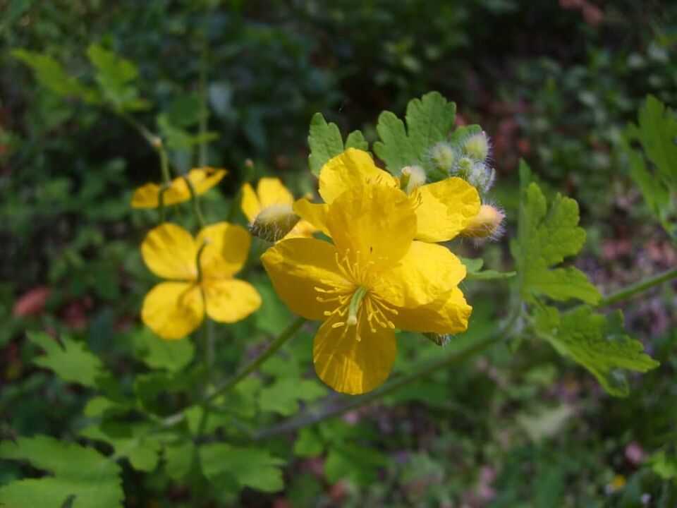 use celandine to treat warts