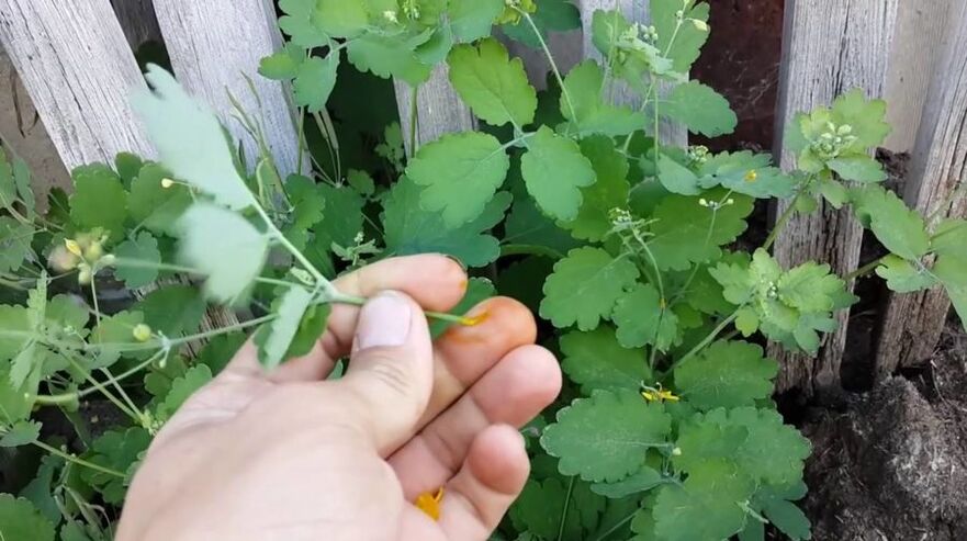 celandine herbal juice to get rid of papillomas